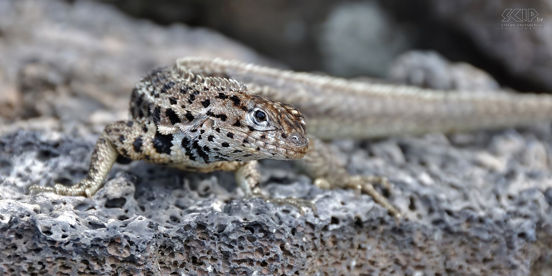 Galapagos - Isabela - Lava hagedis De Microlophus worden vaak lava hagedissen genoemd en negen soorten hiervan zijn endemisch aan de Galapagos-eilanden. Stefan Cruysberghs